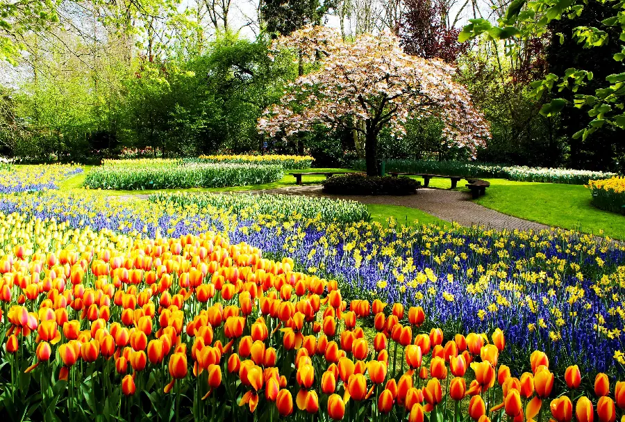 Picture of a thousand-colored spring flower garden in the park for Instagram post 