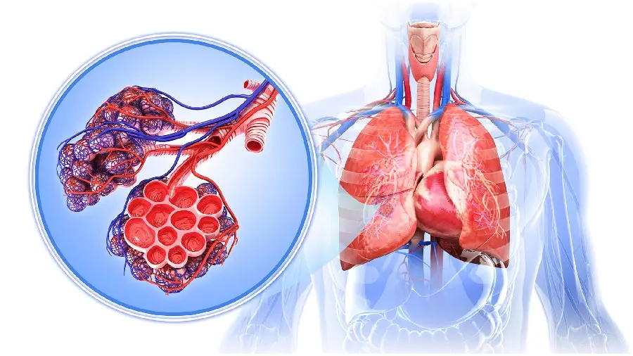 High quality photo of human lung for free