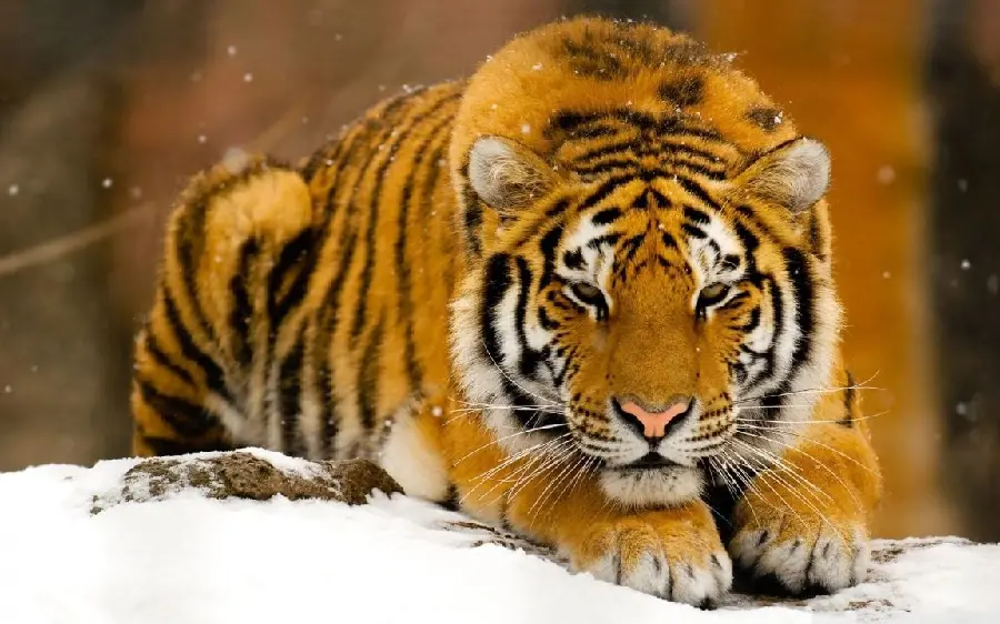 Full HD Tiger Background