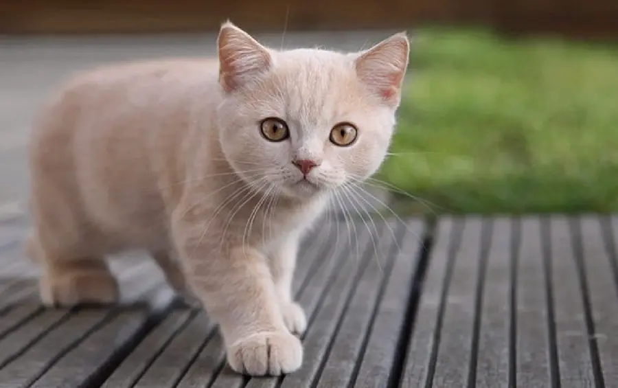 HD Image of a Small Cat with Beautiful Eyes for Profile