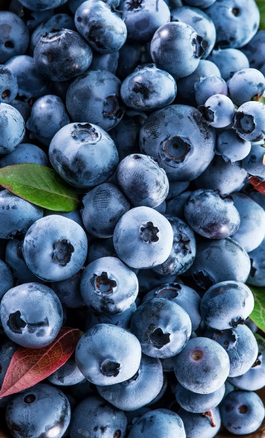 Free Blueberry Fruit Wallpaper