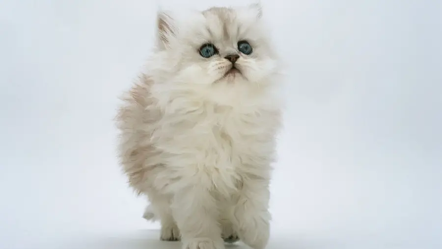 White Persian Cat Wallpaper with Blue Eyes Beautiful 2023