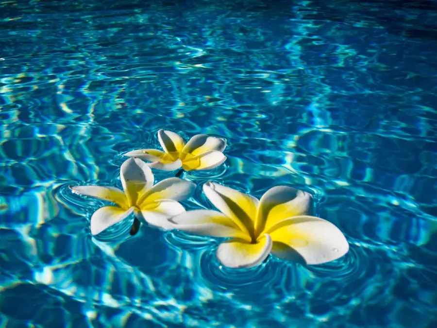 Lovely profile photo of Plumeria flower on the water HD quality
