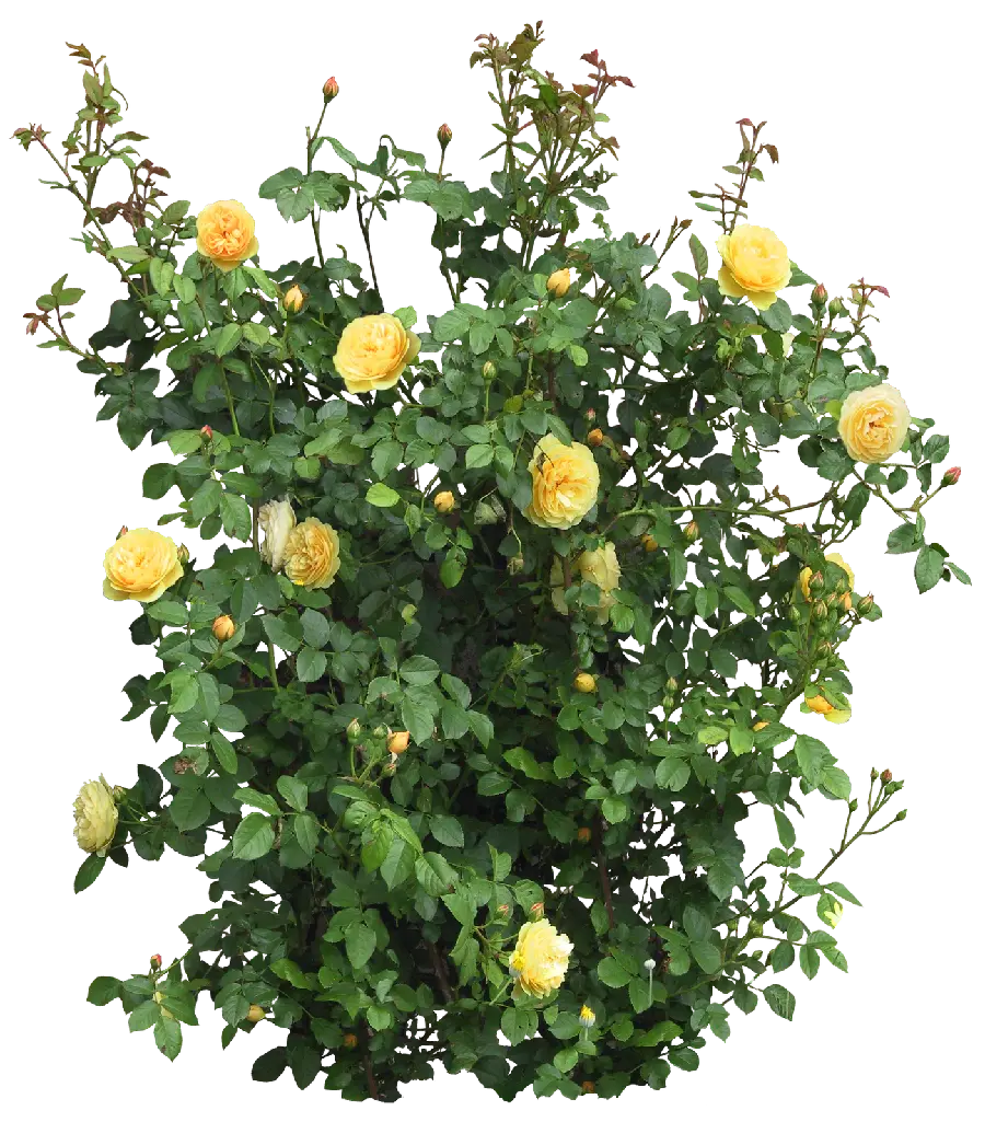 Yellow Rose Bush Teleported PNG