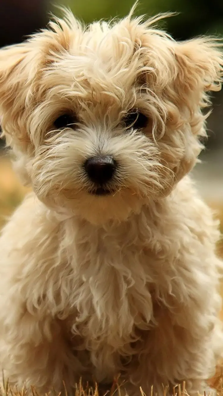 Small and fluffy Maltese dog in a special brown color