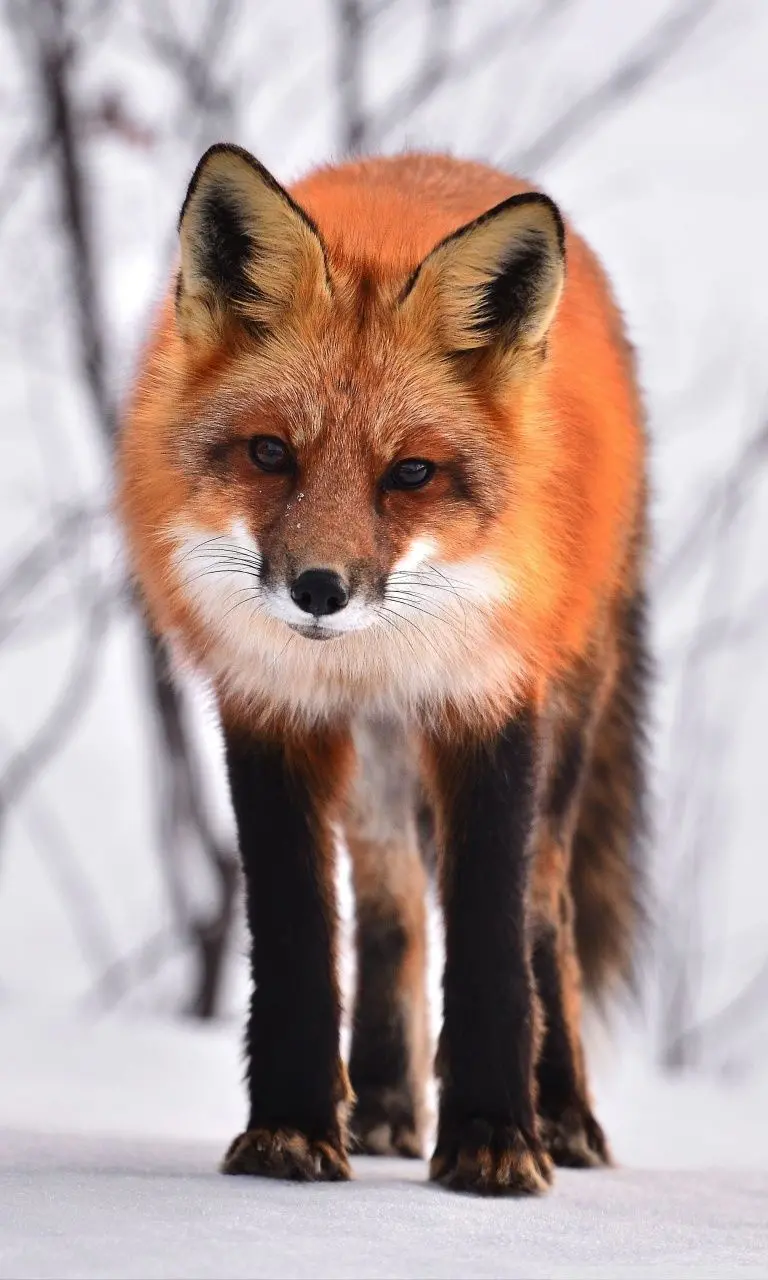 Winter Fox Wallpaper