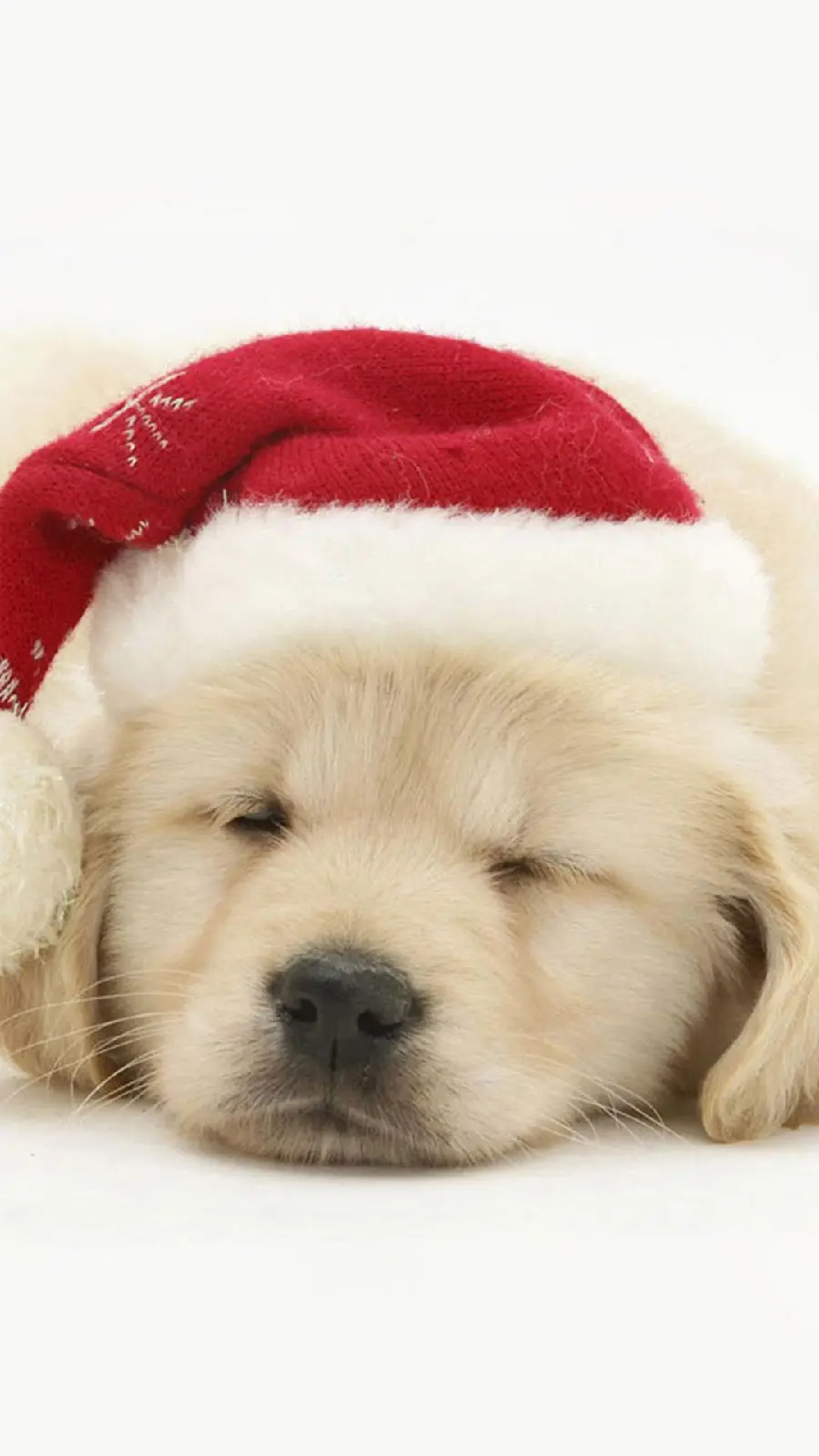 Dreamy Laptop Background of a Sleeping Dog with a Christmas Hat