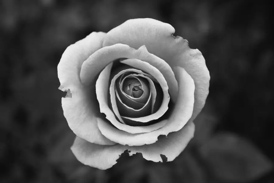 Flower photo with attractive black and white effect