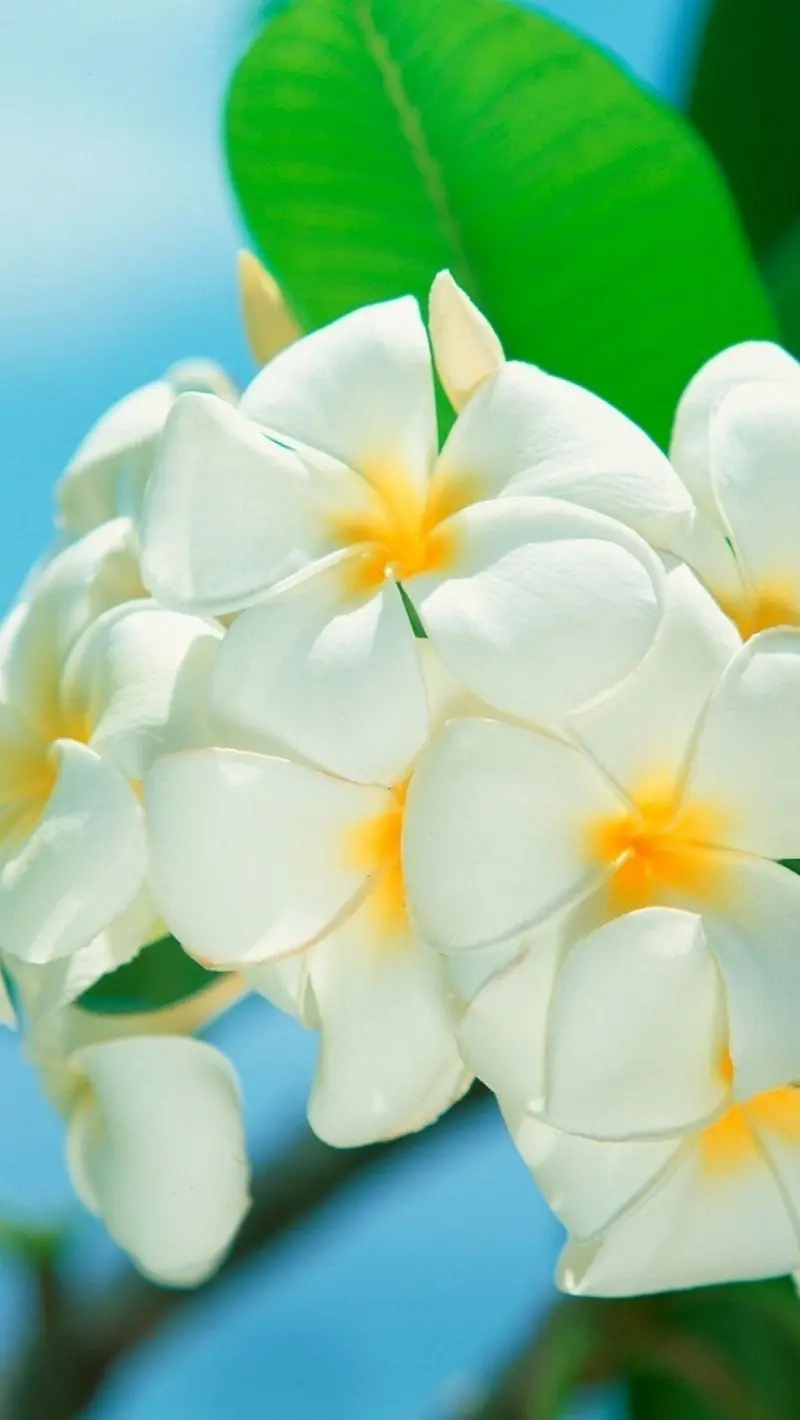 Beautiful Plumeria Flower Wallpaper with a Happy Yellow and White Color Theme