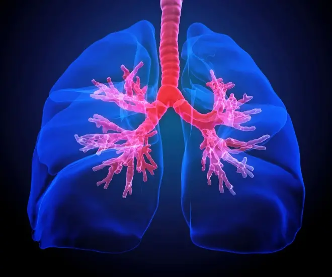 Photo of a human lung suitable for research and articles