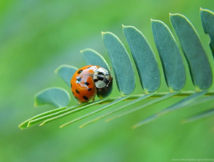Beautiful Ladybug Wallpaper