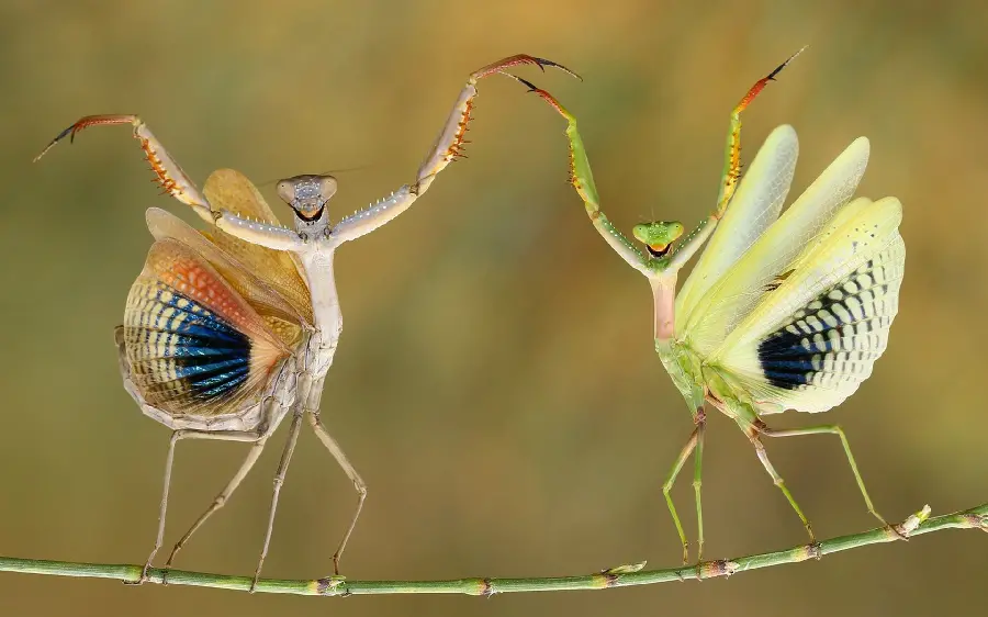 A spectacular image of the pose of two Mantis with colorful wings side by side