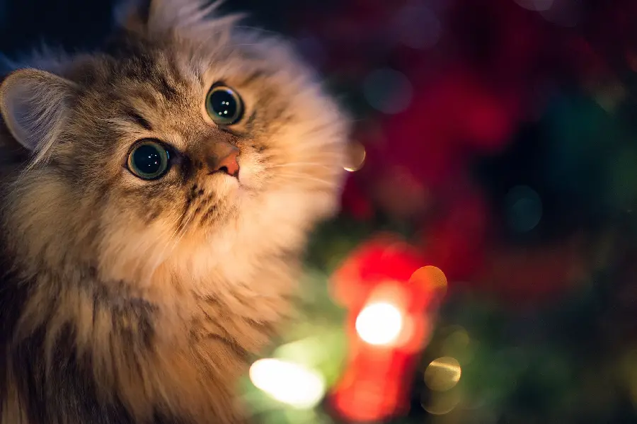 Full HD Persian Cat Frame with Green Eyes and Colorful Lights