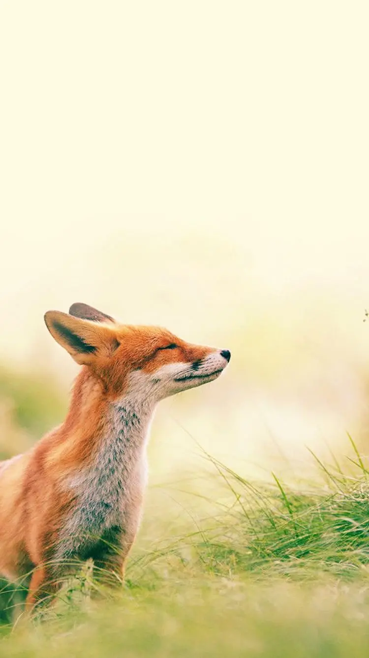 Fox in the Field