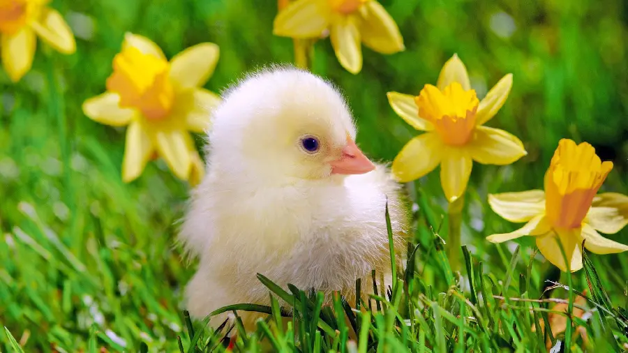 The most beautiful profile of a little chick next to daffodils