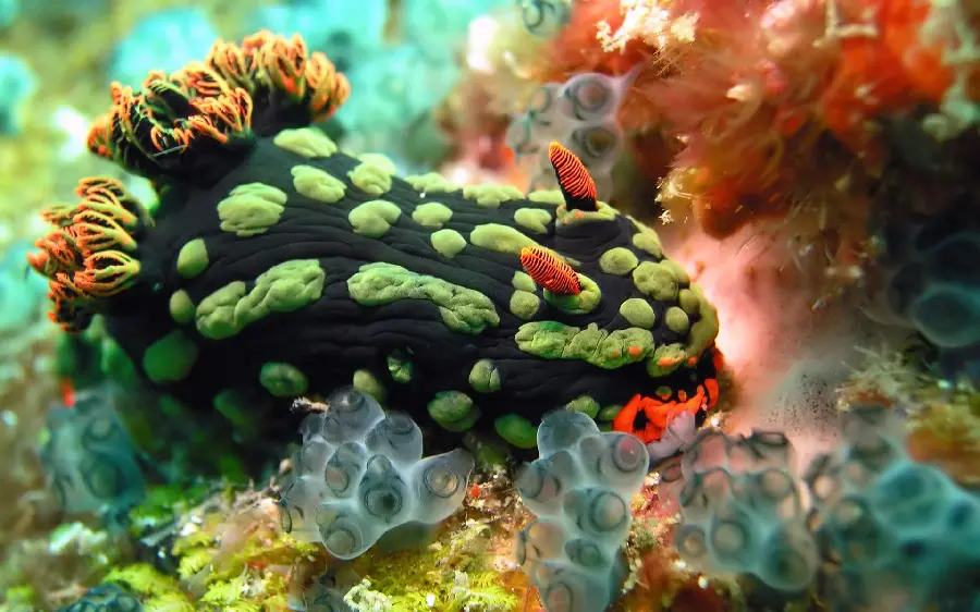 Strange and beautiful seaweed photo
