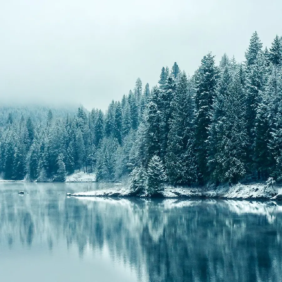 Photo of lake and tree in winter