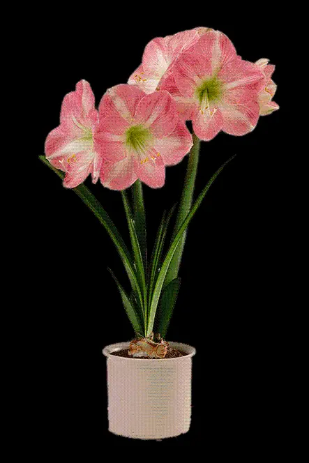 Houseplants PNG
