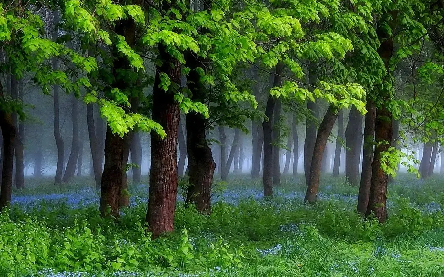 Spring Nature Photo for Profile