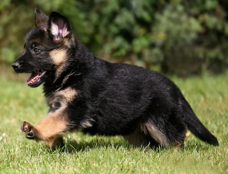 Black German Breed Photo
