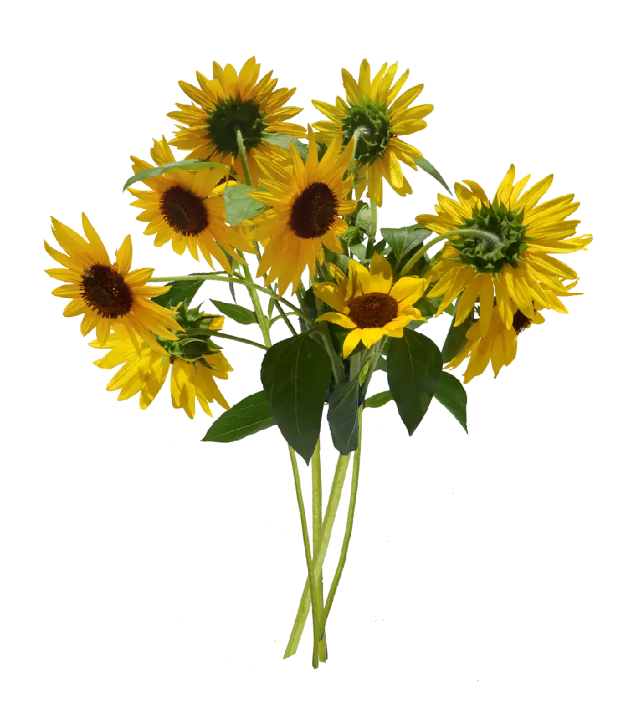 Bouquet photo Beautiful sunflower with spectacular quality 