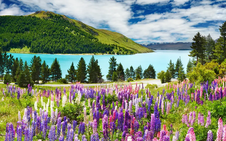 Photo of a flower field full of pink and purple hyacinths suitable for printing