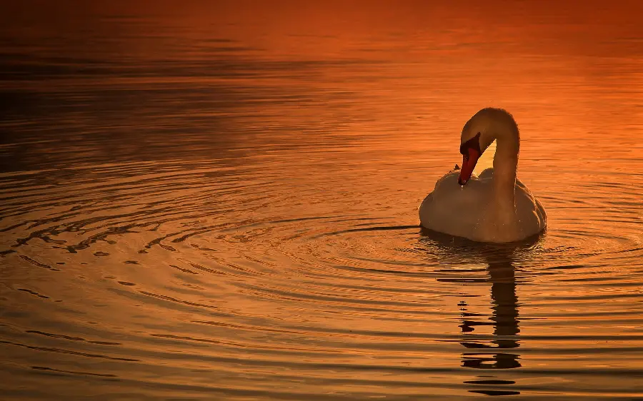 Swan in the sea wallpaper for background and profile