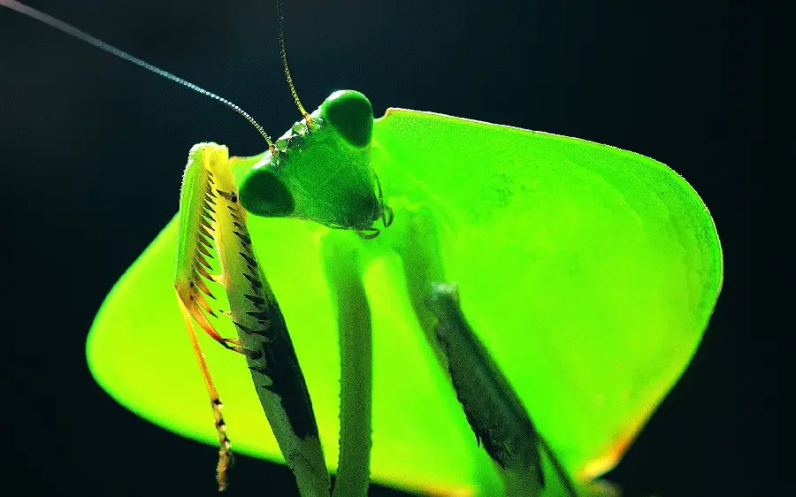 Interesting image of a praying mantis close up for poster printing