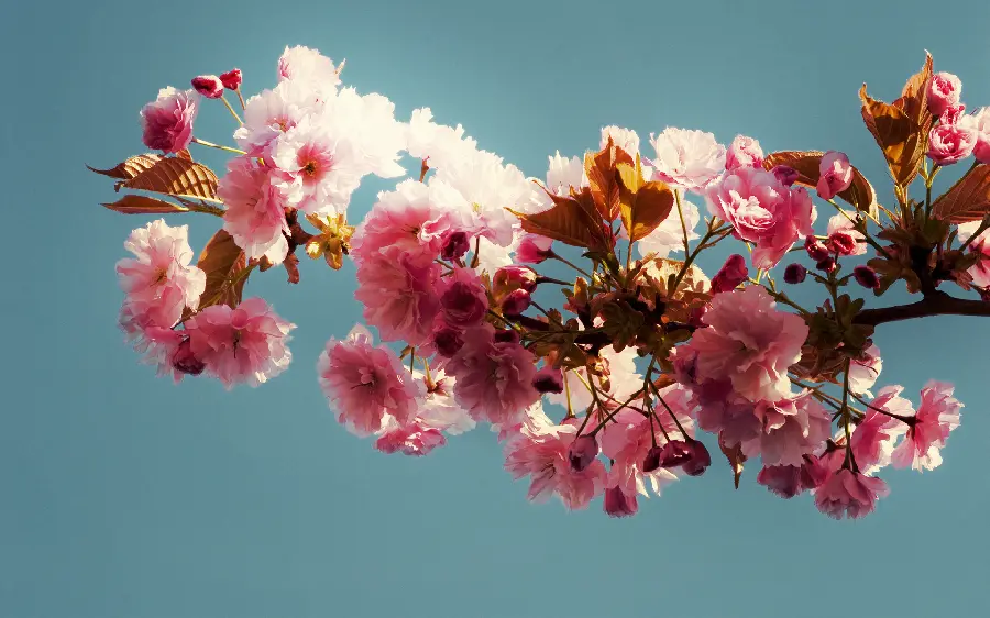 Download pink flower photos for social media profiles