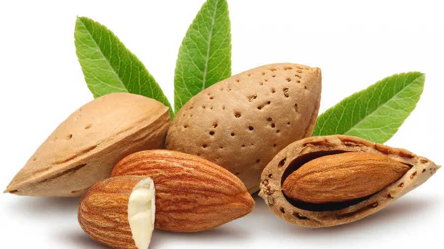 Nutritious tree almonds with stone skin in a quality frame