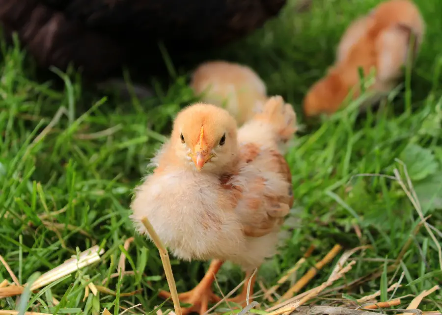 Little chickens lined up in the meadow in an artistic frame 