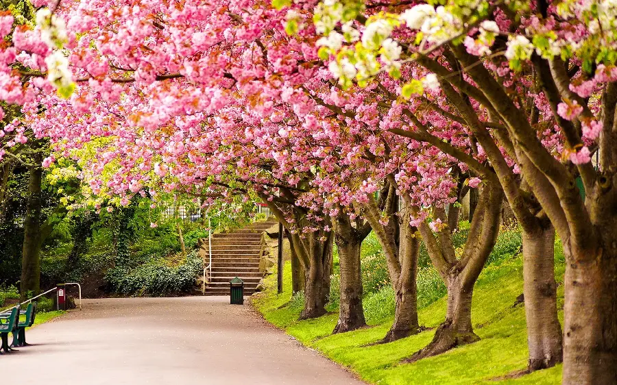 The most famous spring profile with a design of blooming trees in the park