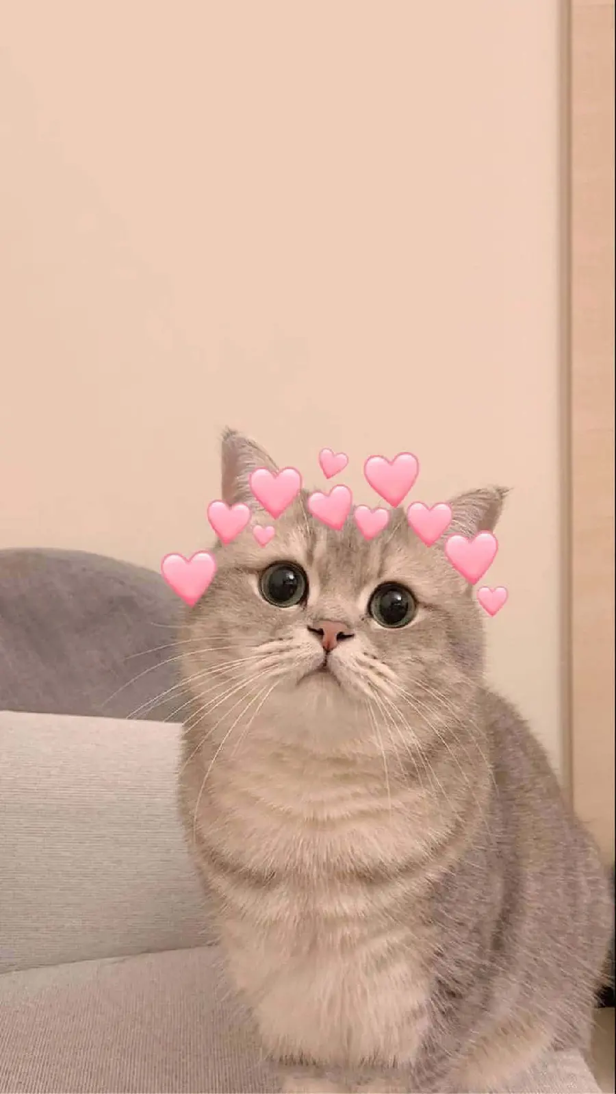 The most dreamy profile picture of a cute cat with pink hearts