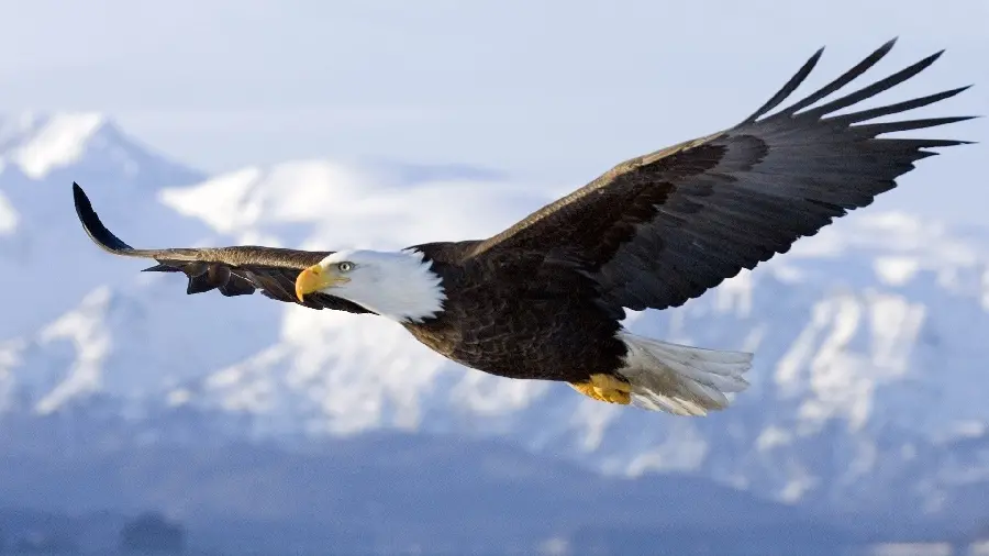 High quality bald eagle stock photo download and download eagle bird stock photo