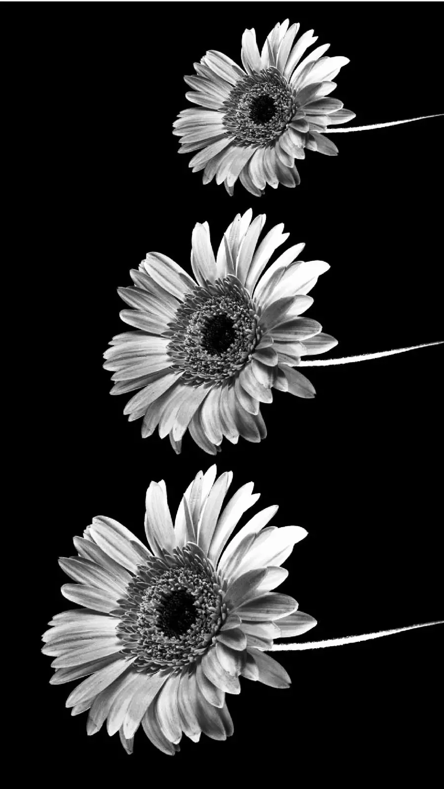 Pleasant black and white view of three branches of the popular aster flower