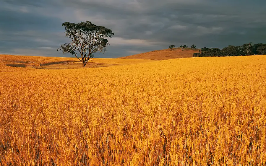 The most beautiful photo of a wheat field next to a single tree for wallpaper