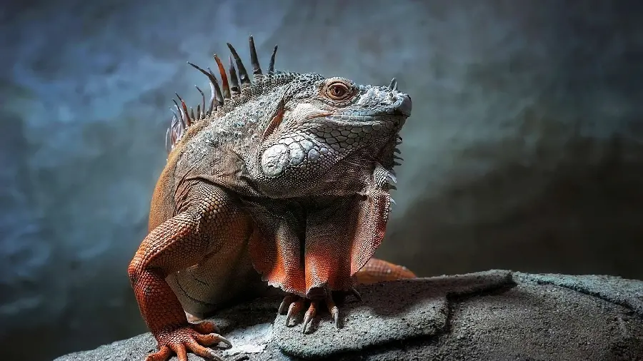 High Quality Iguana Stock and Vector Photos