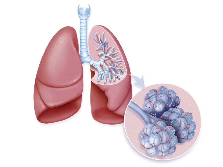 Download Human Lung Photo for Medical Articles
