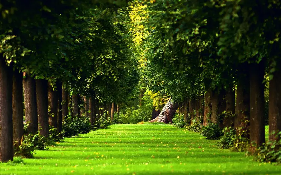 Energizing green tunnel art frame in a pleasant forest