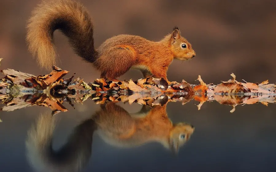 Beautiful tree squirrel wallpaper by the lake