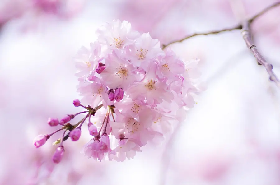 Amazing Beautiful Spring Blossom Photos