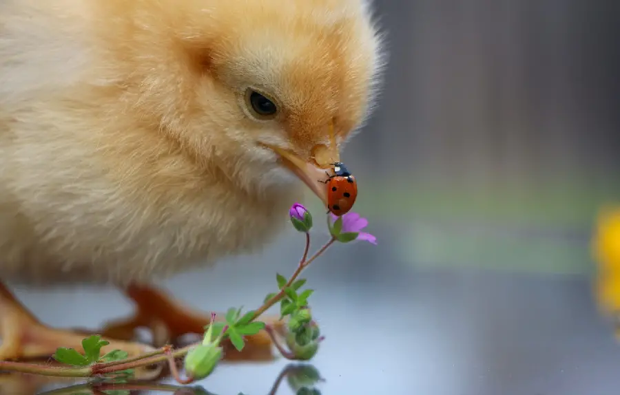 Cute scene of a ladybug sitting on the tip of a cute chick