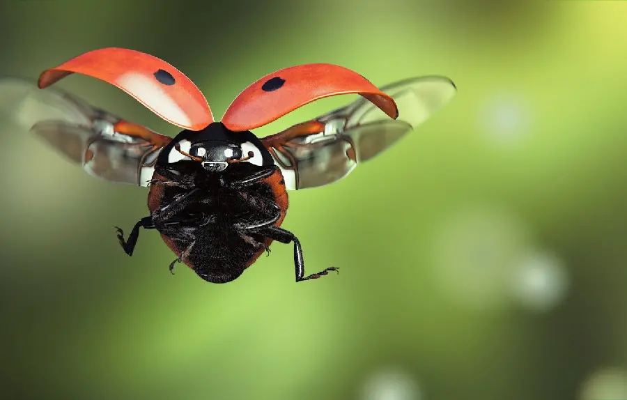 Ladybug Image Flying