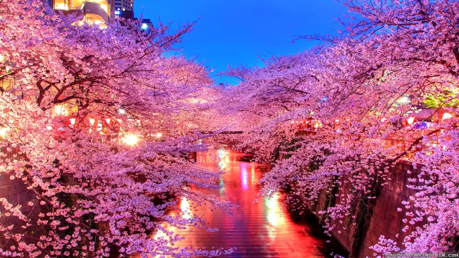 Photo of Cherry Blossoms in Japan