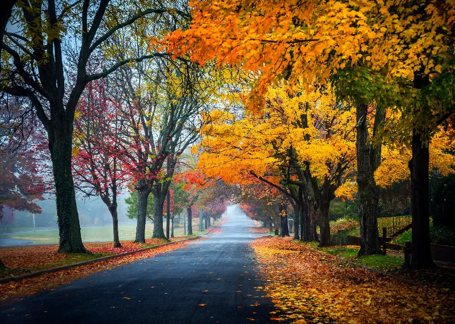 Autumn Profile Photo