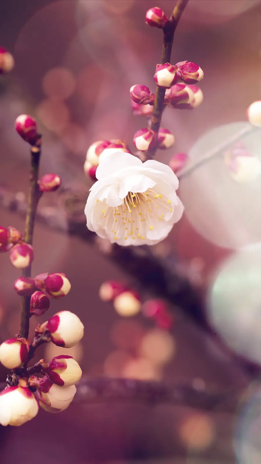 Free download of Huawei phone background with a blossom design