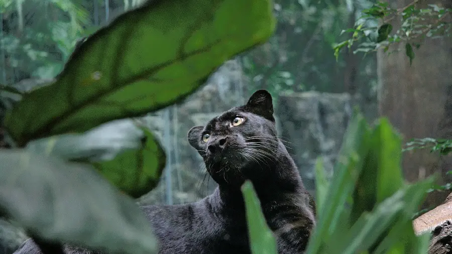 Photo of a black leopard for wallpaper