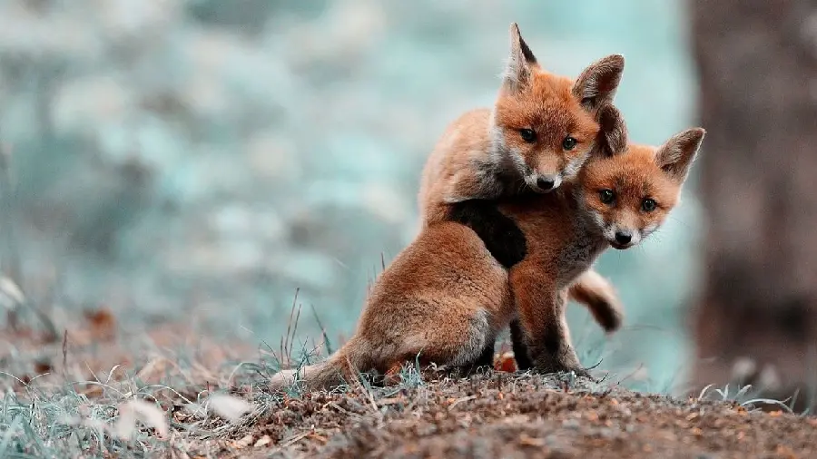 Photo of two little orange foxes in HD quality