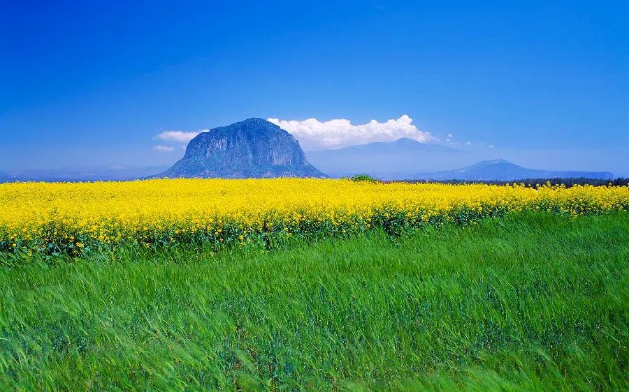 Photo of the landscape of the flower plain and beautiful nature for wallpaper