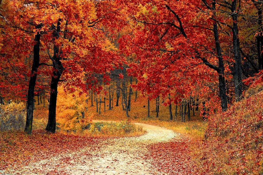 Autumn Image